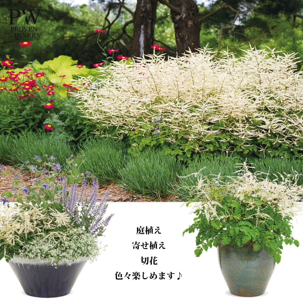 アルンクス シャンテリーレース 1