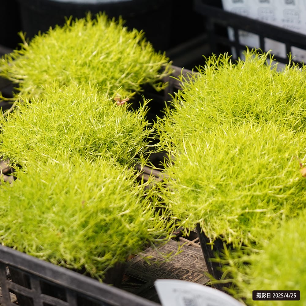 サギナ スコッチ モス 1