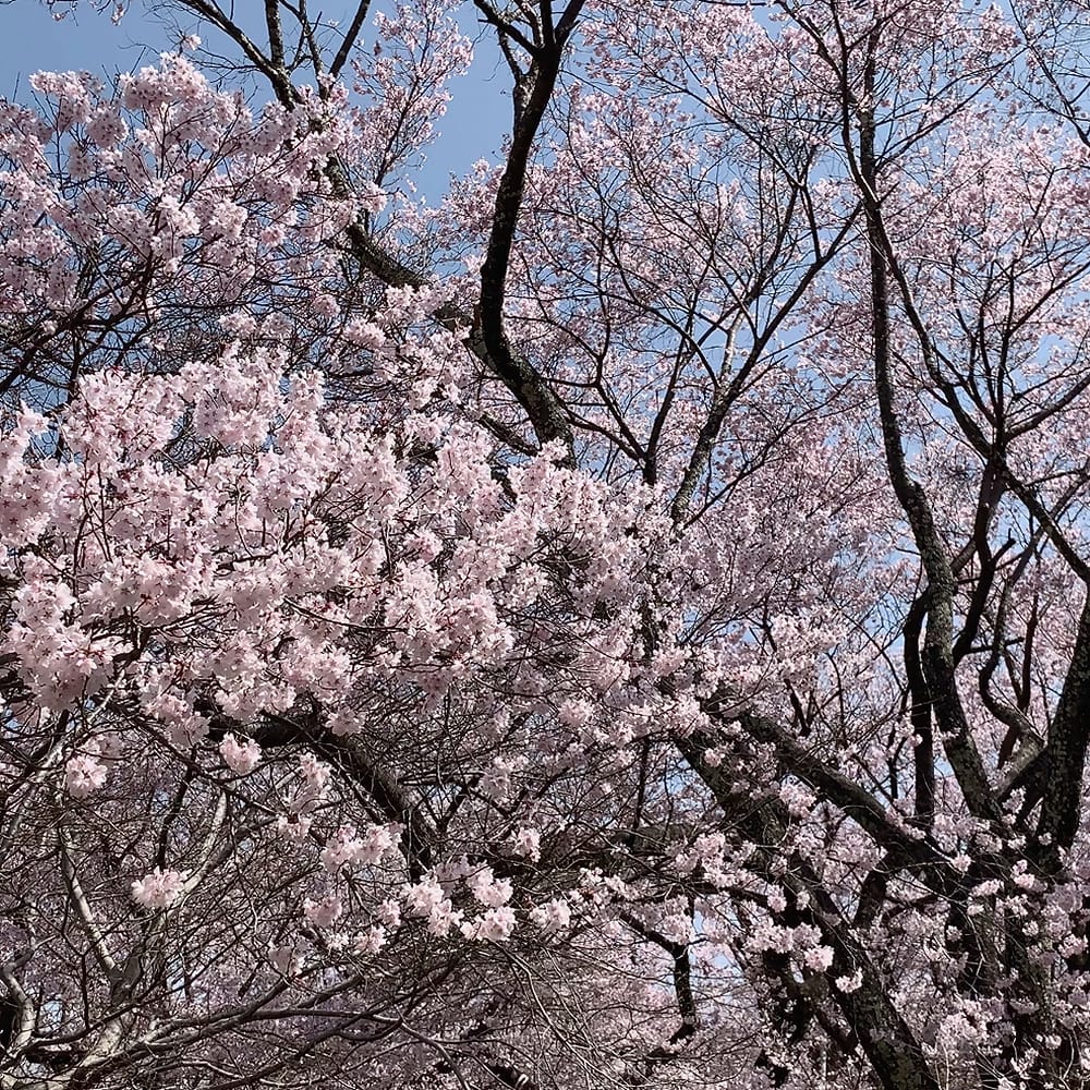 さくら 高遠の小彼岸桜 1