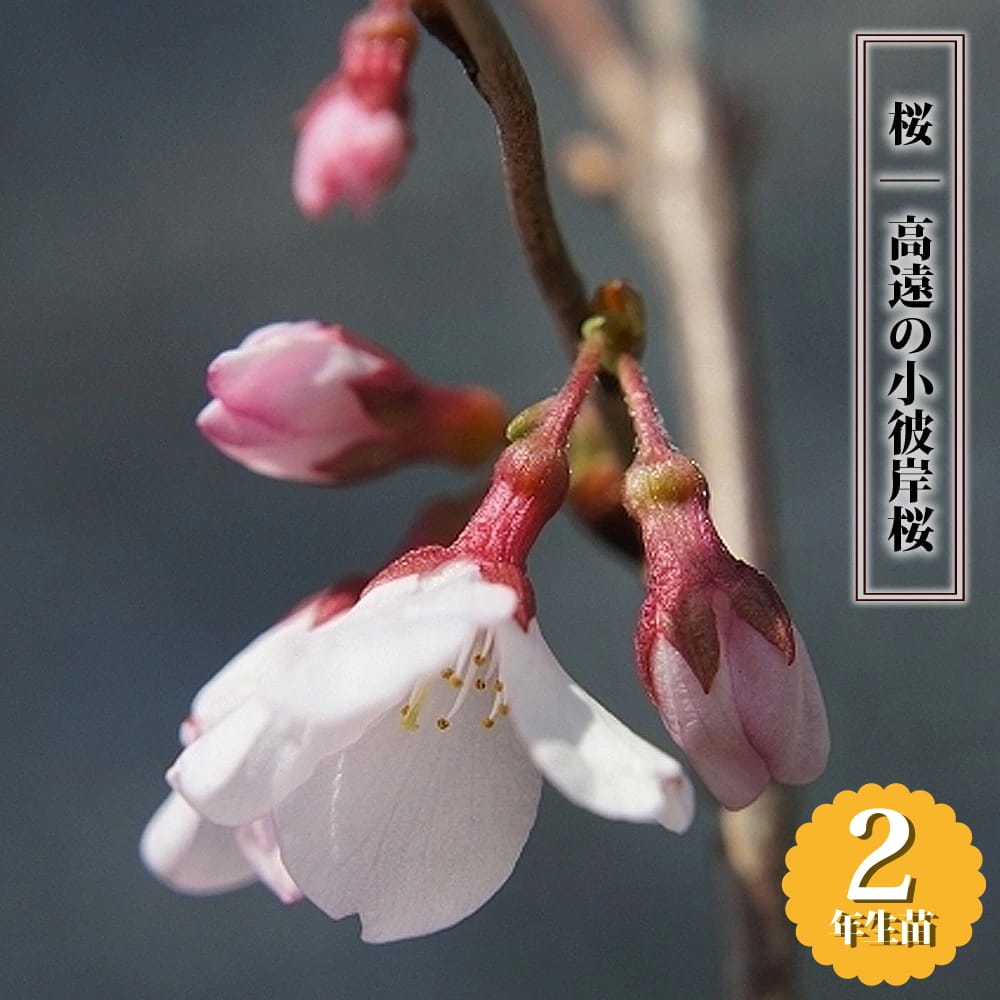 さくら 高遠の小彼岸桜 