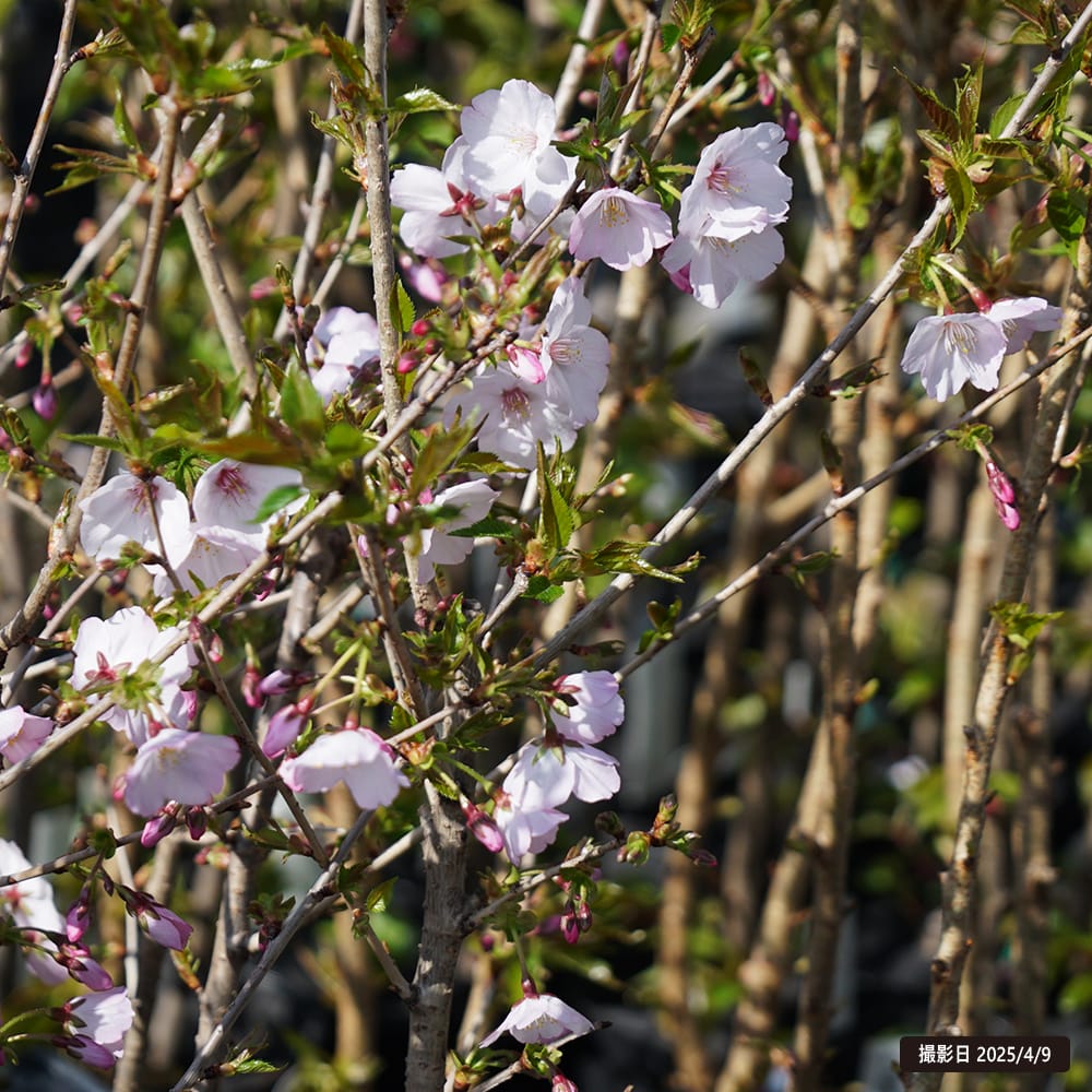 さくら フジザクラ系 御殿場桜 苗 通販 苗木部 By 花ひろばオンライン
