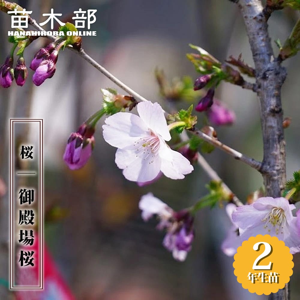 さくら フジザクラ系 御殿場桜 苗 通販 苗木部 By 花ひろばオンライン