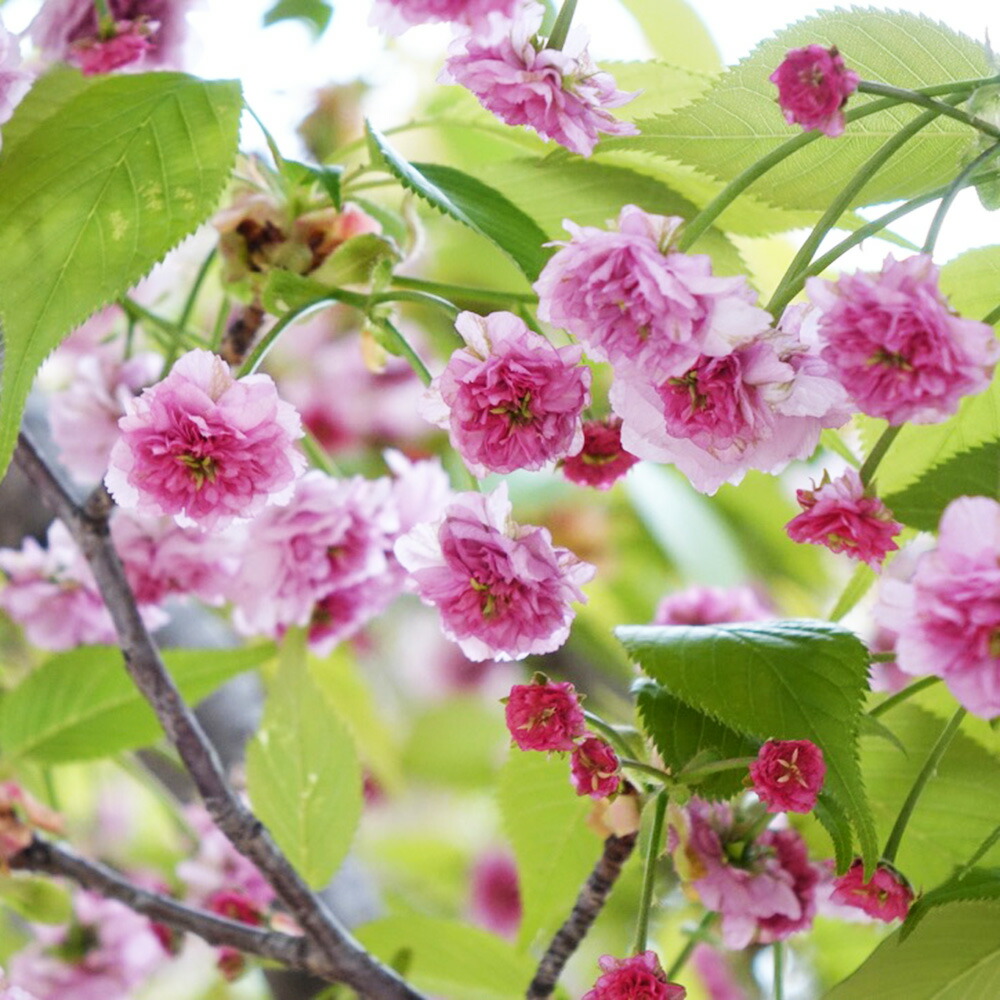 さくら 兼六園菊桜 サトザクラ系 苗 販売 苗木部 By 花ひろばオンライン