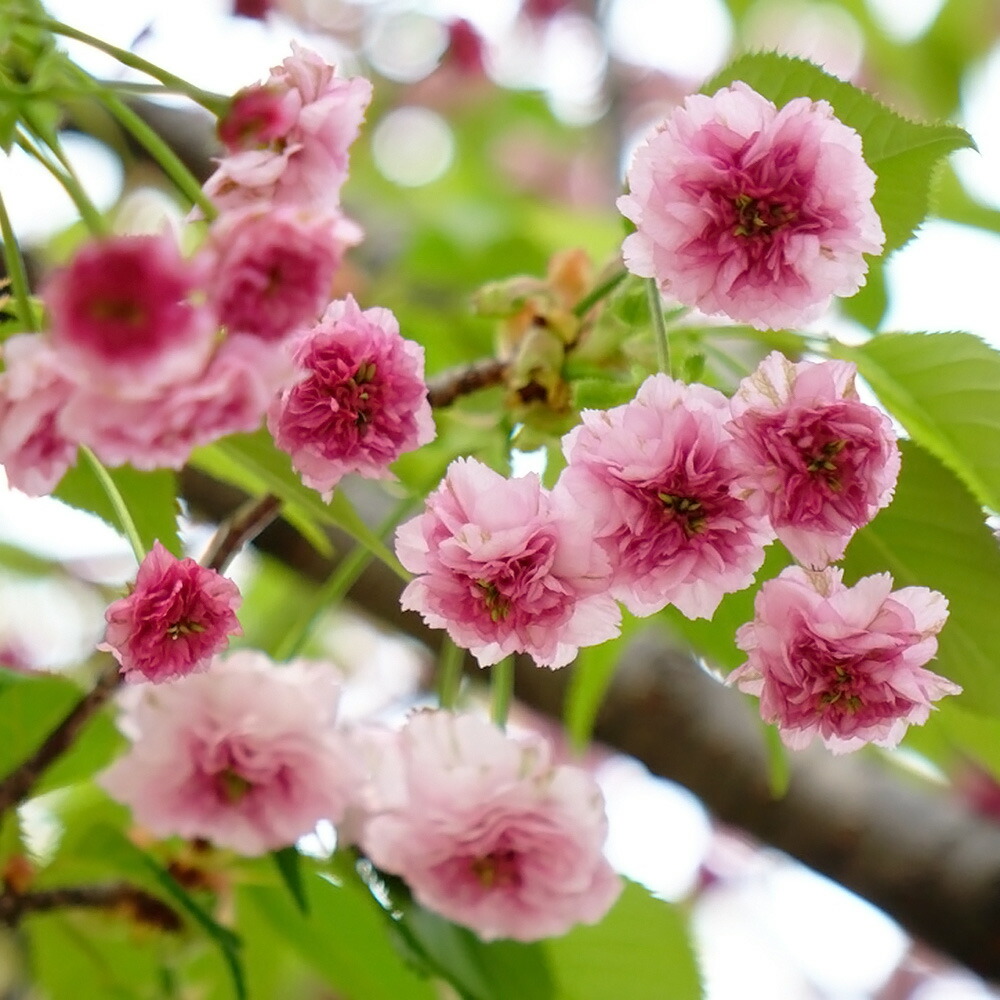 さくら 兼六園菊桜 3