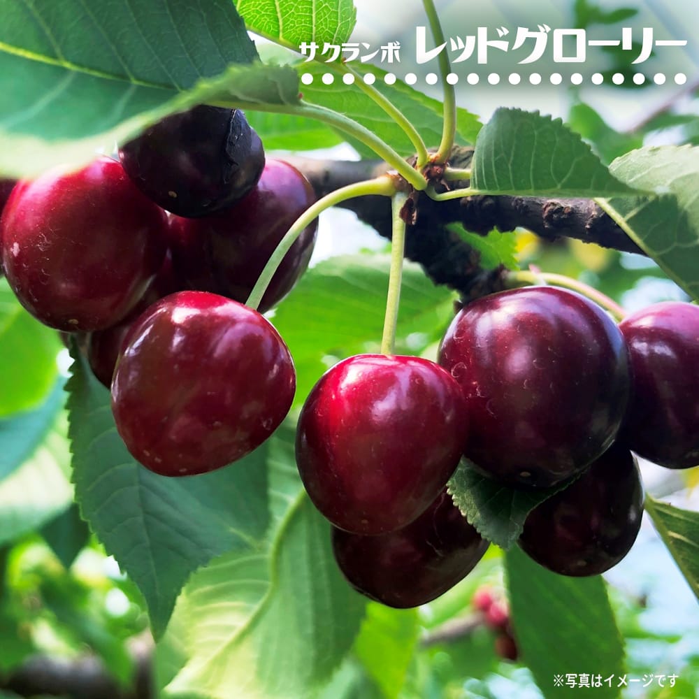 サクランボ レッドグローリー 苗 販売 苗木部 By 花ひろばオンライン
