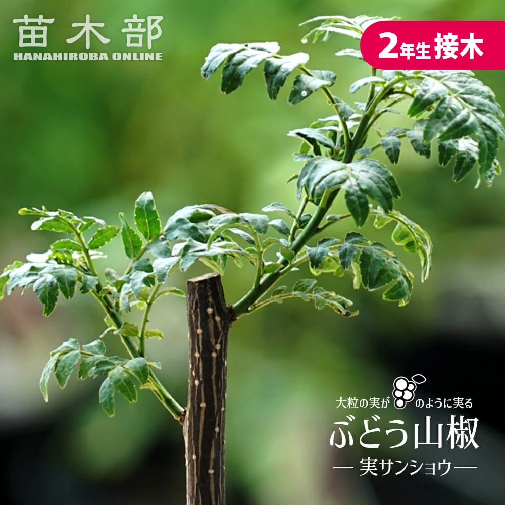 サンショウ ぶどう山椒 2