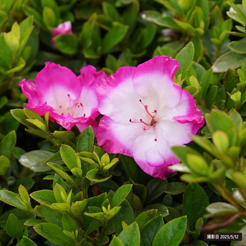 サツキ 大和の月 3