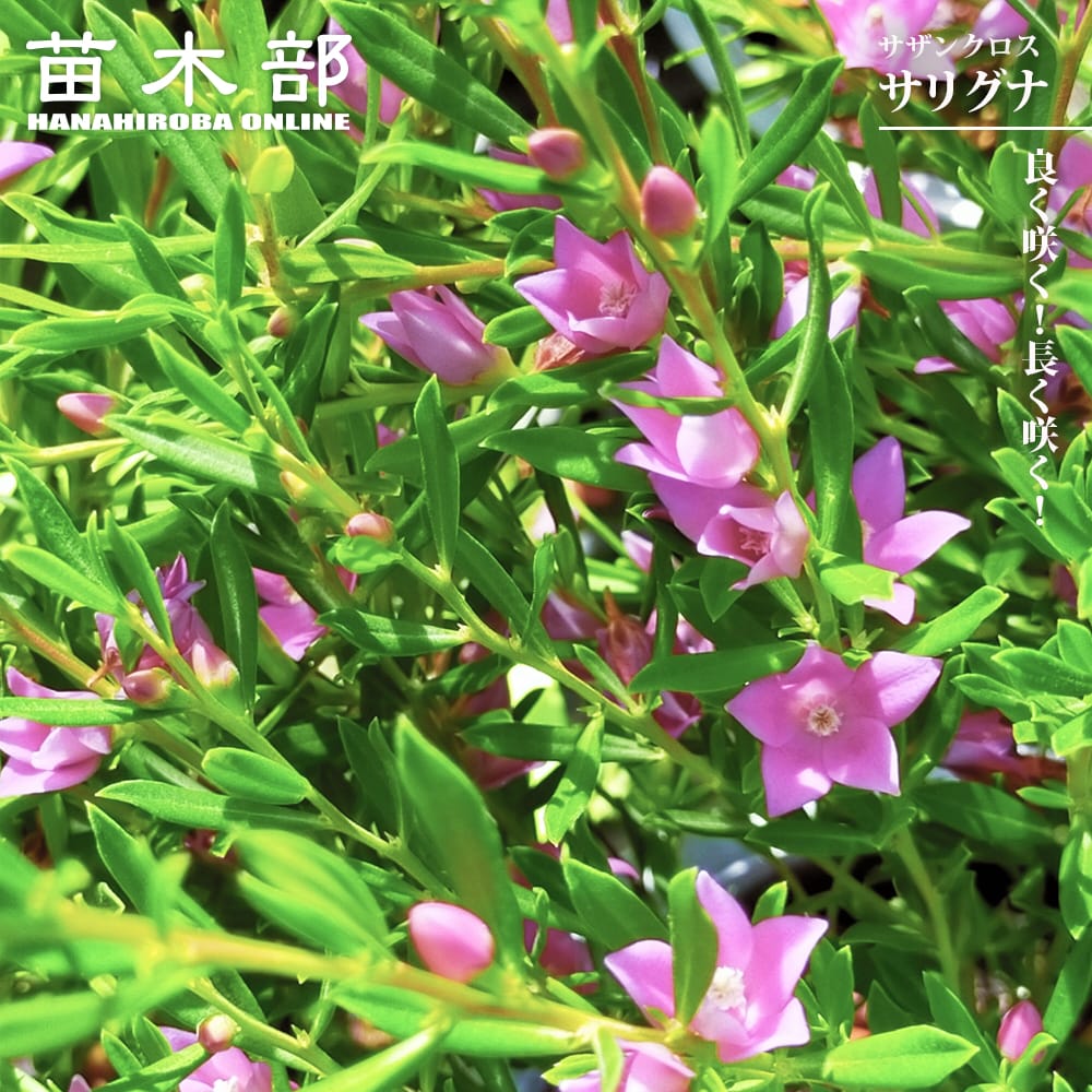 サザンクロス サリグナ 