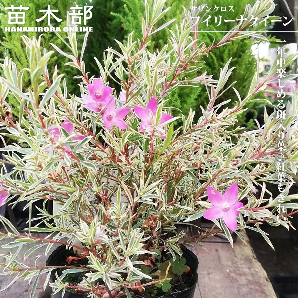 サザンクロス フイリーナクイーン 