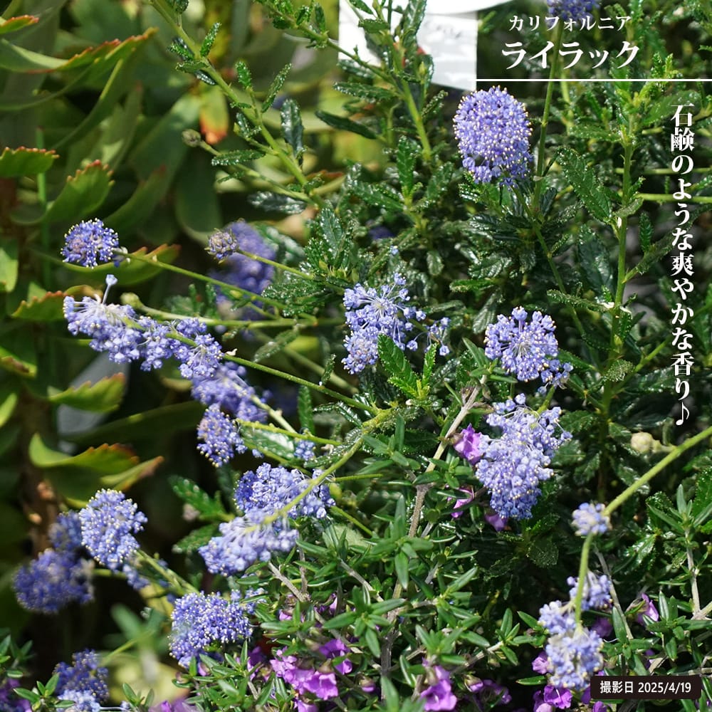 セアノサス カリフォルニアライラック 苗 販売 苗木部 By 花ひろば