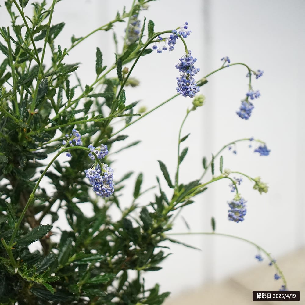 セアノサス カリフォルニアライラック 苗 販売 苗木部 By 花ひろば