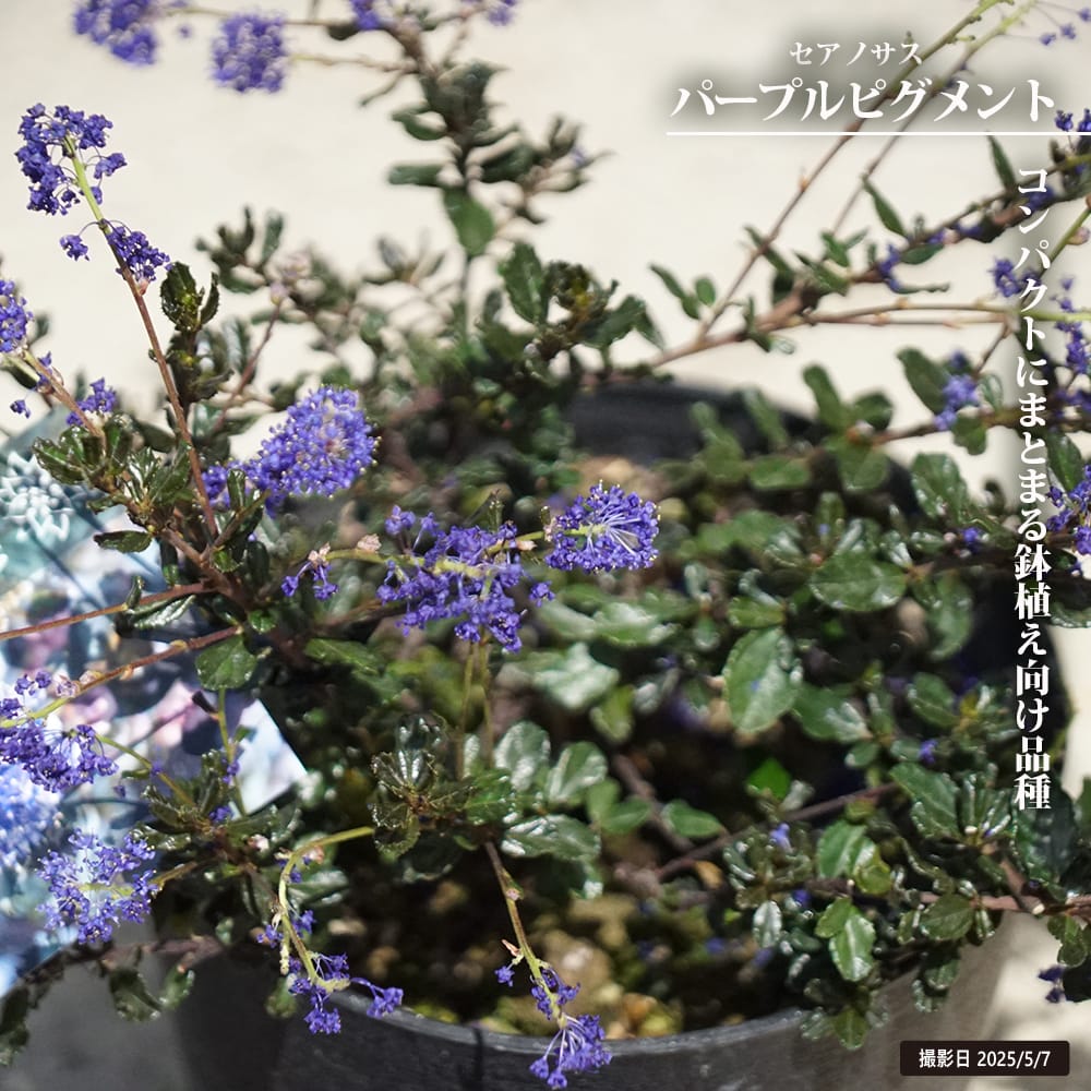 セアノサス パープルピグメント 