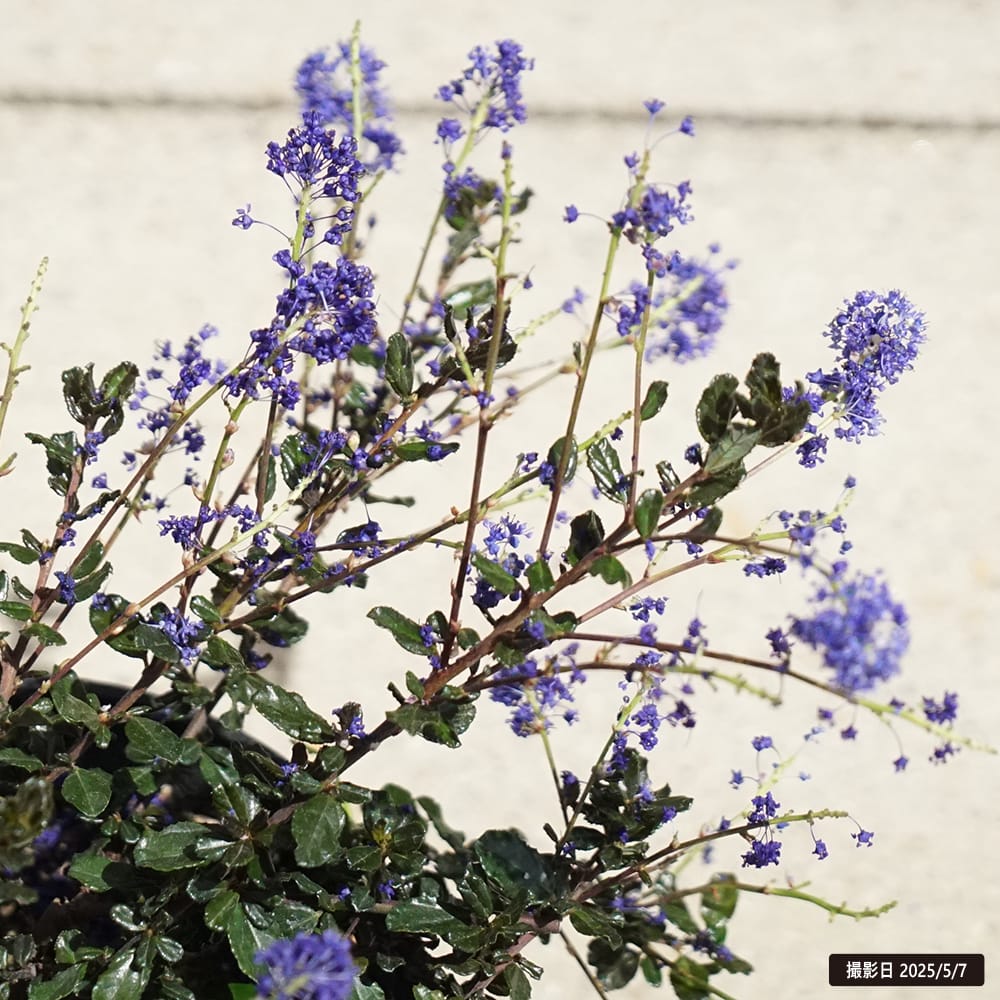 セアノサス パープルピグメント 1