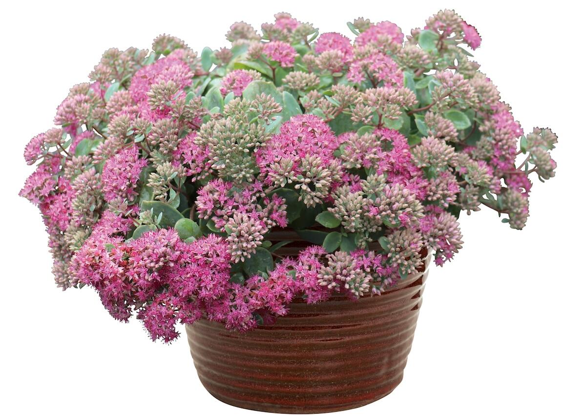 セダム シルバーチェリー 3