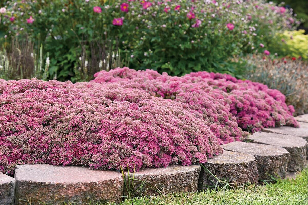 セダム シルバーチェリー 1