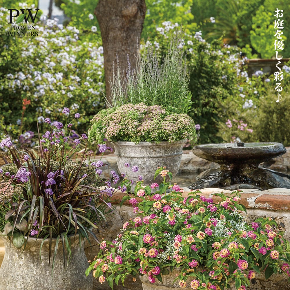 セダム サクラアフロ 3