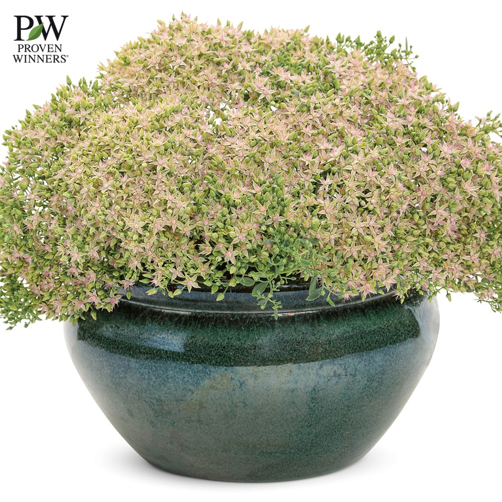 セダム サクラアフロ 2