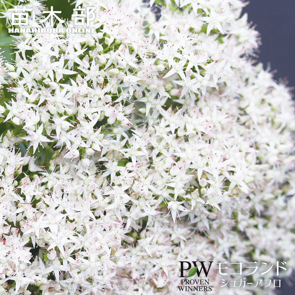 セダム シュガーアフロ 