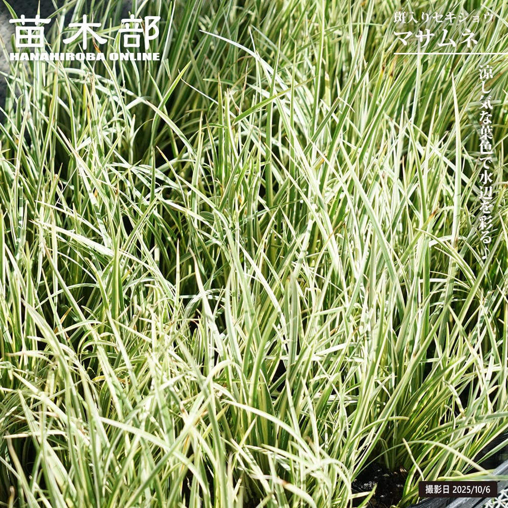 セキショウ 正宗 （マサムネ) 1