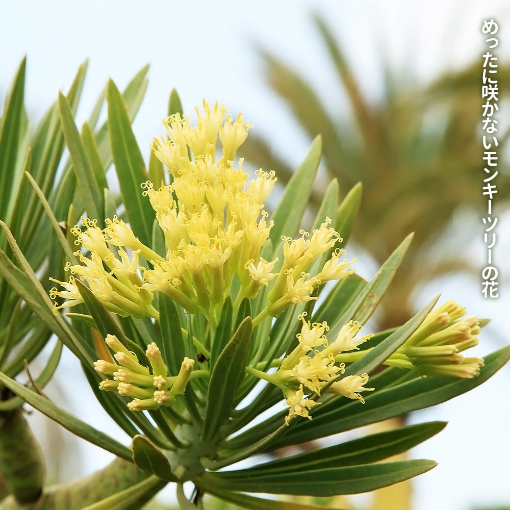 セネシオクレイニア ブランモンキー 3