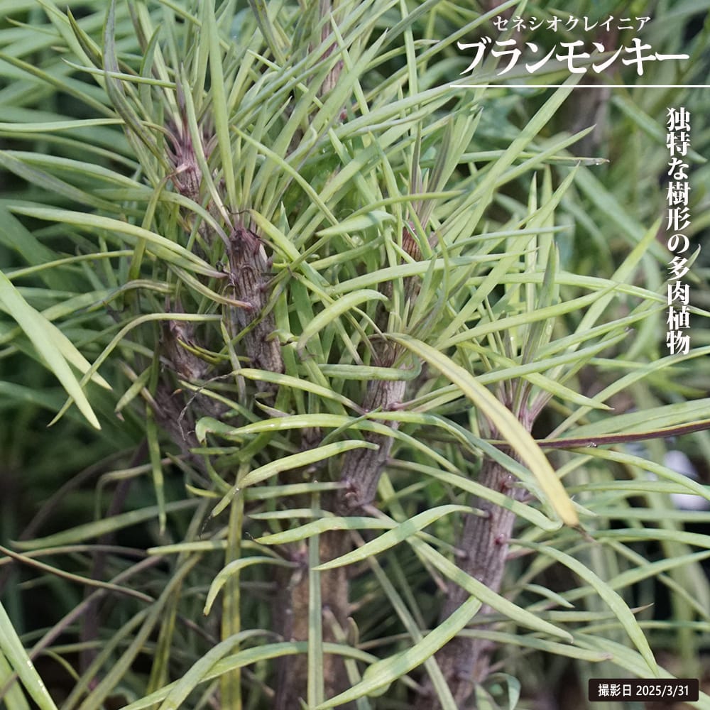 セネシオクレイニア ブランモンキー 苗 販売 苗木部 By 花ひろばオンライン