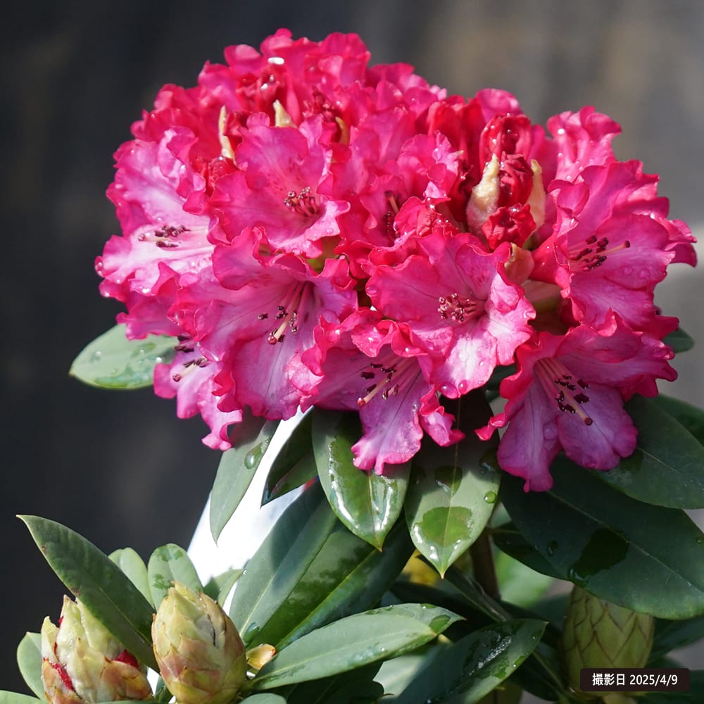 シャクナゲ さきがけ 1