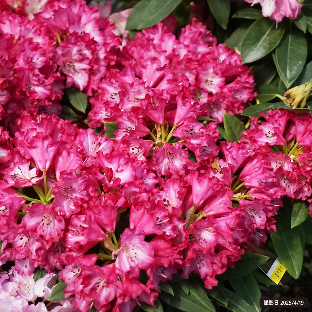 シャクナゲ さきがけ 3