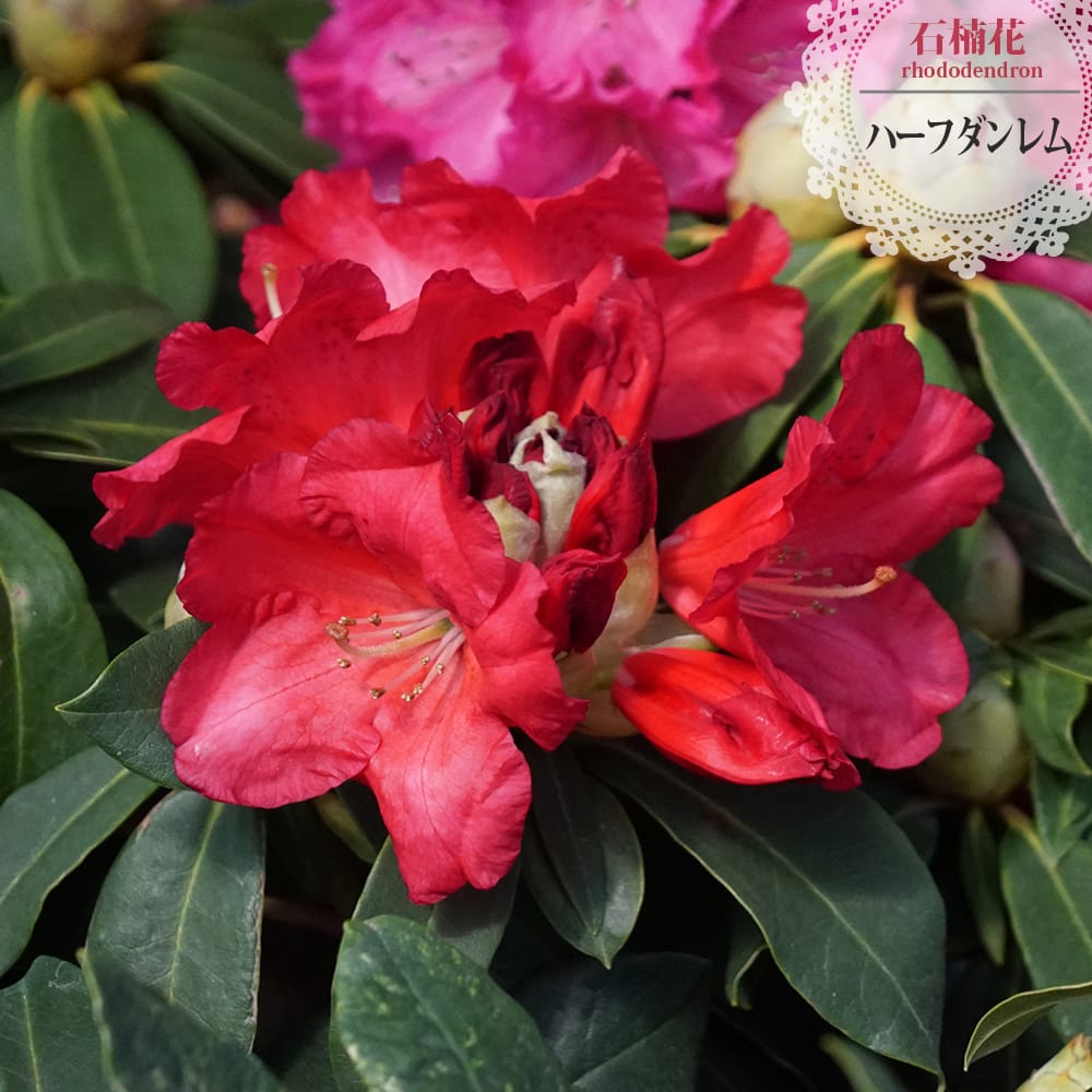 シャクナゲ ハーフダレーム 