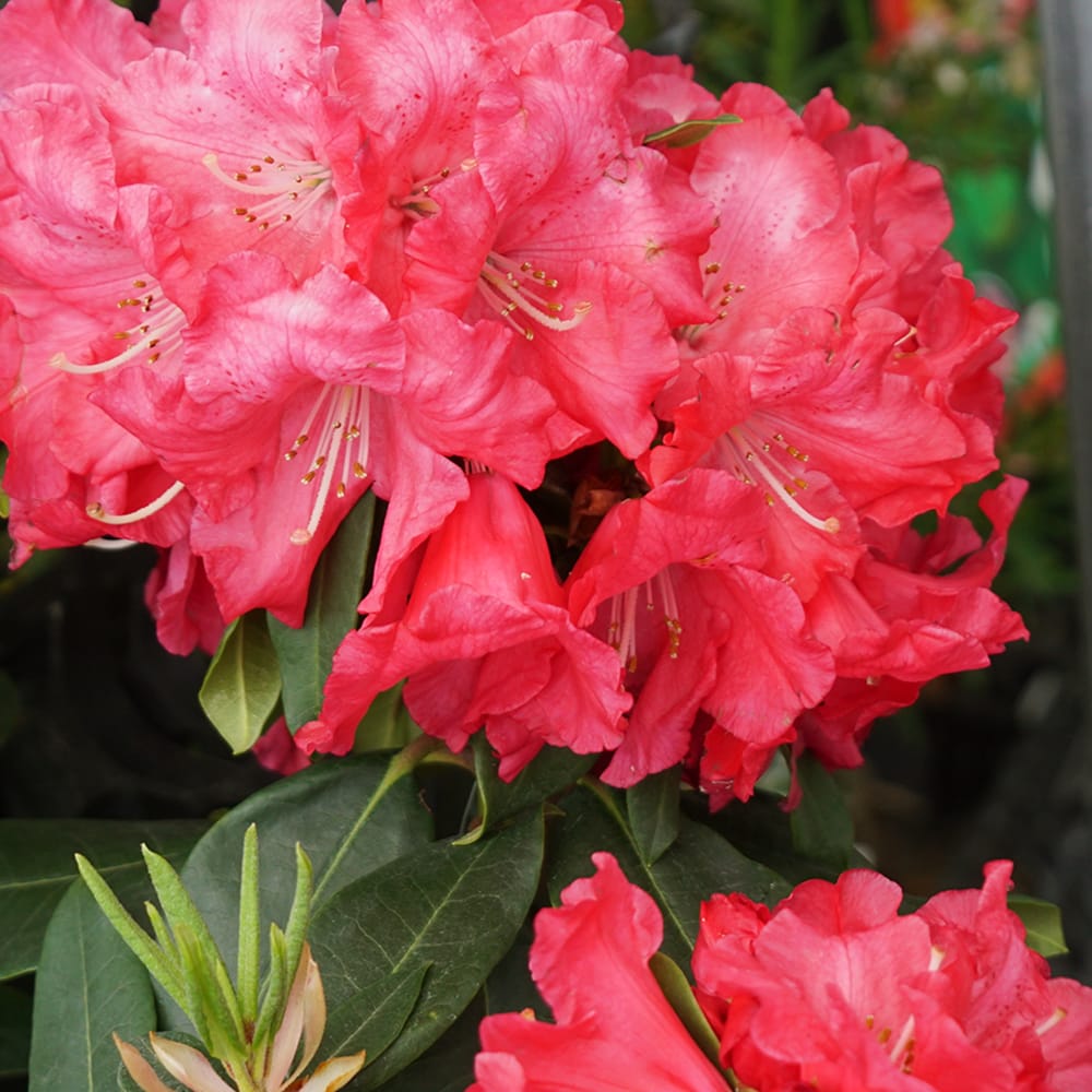 シャクナゲ ハーフダレーム 1