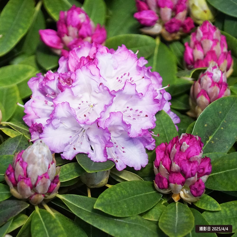 シャクナゲ ブルーアイ 3