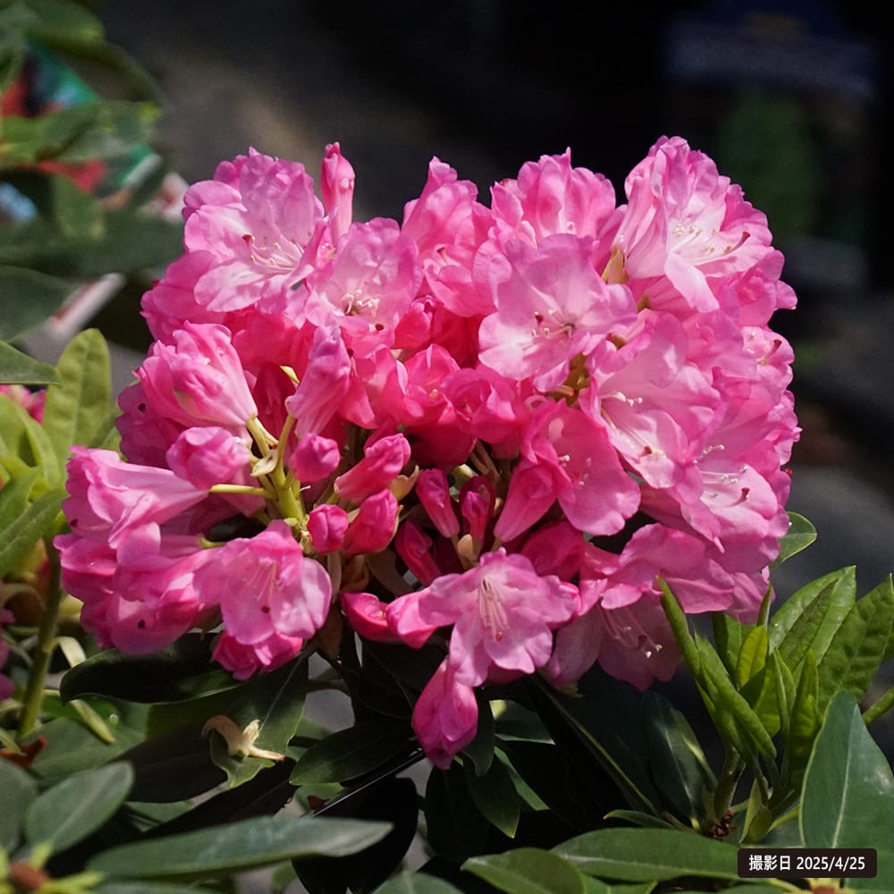 シャクナゲ ももか 1