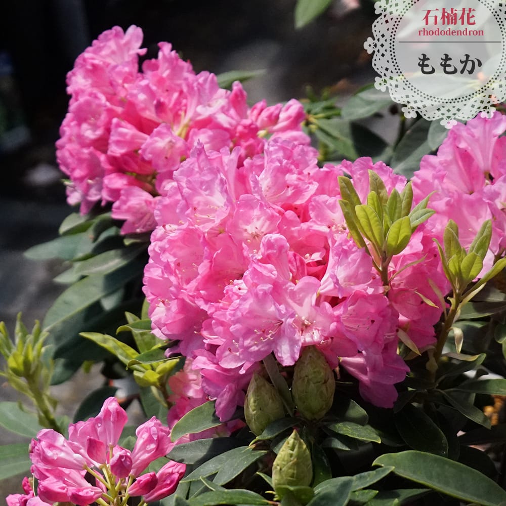 シャクナゲ ももか 