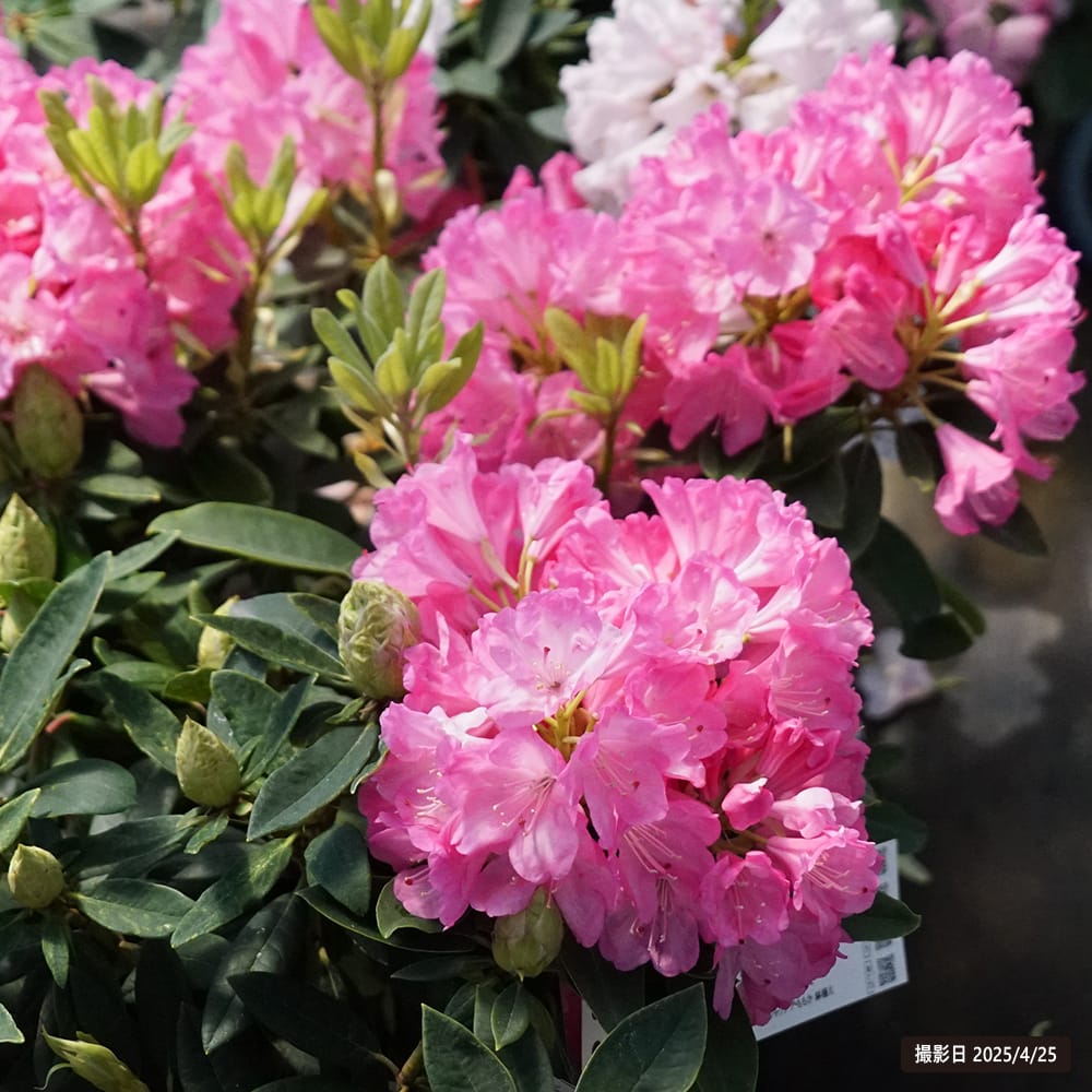 シャクナゲ ももか 4