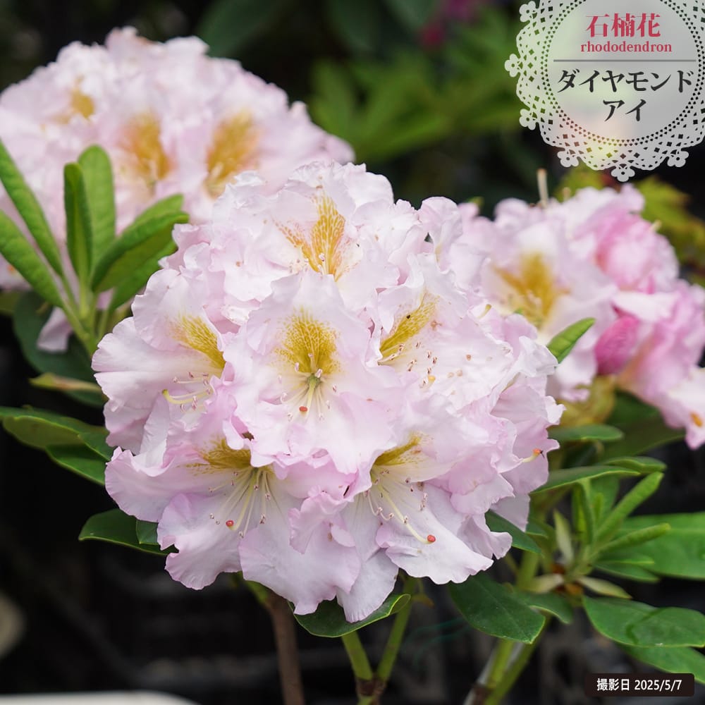 シャクナゲ ダイヤモンドアイ 