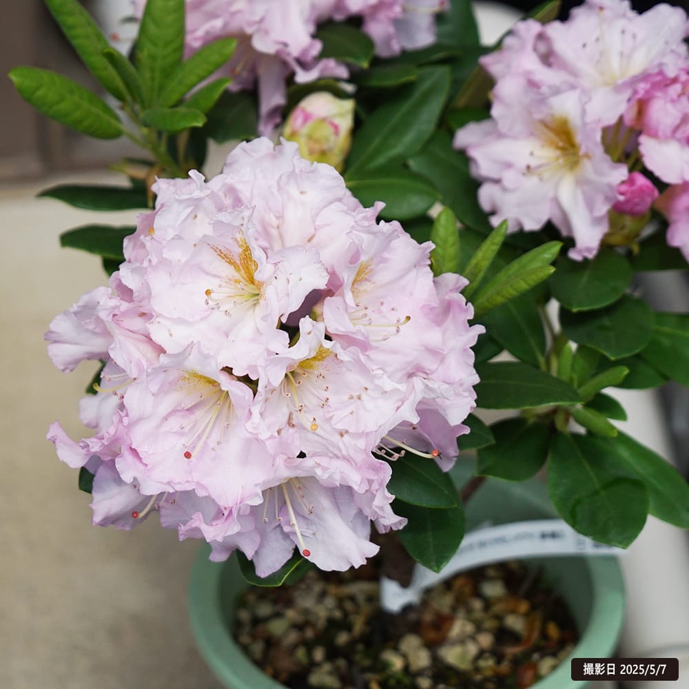 シャクナゲ ダイヤモンドアイ 1