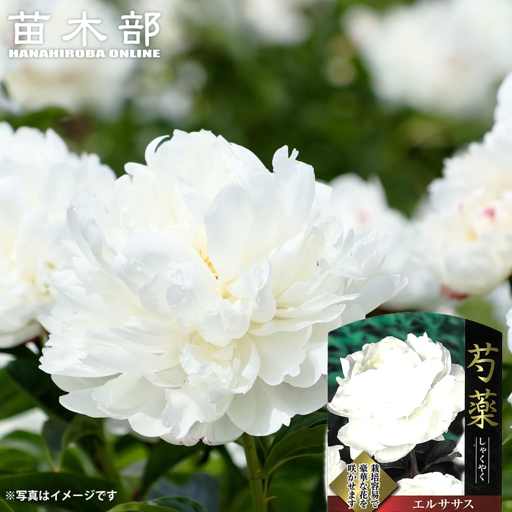 芍薬 エルササス 