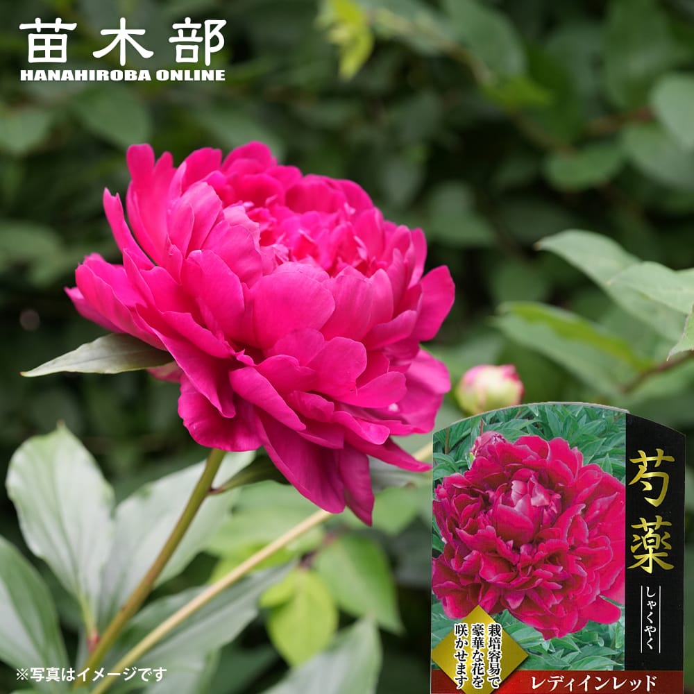 芍薬 レディインレッド 