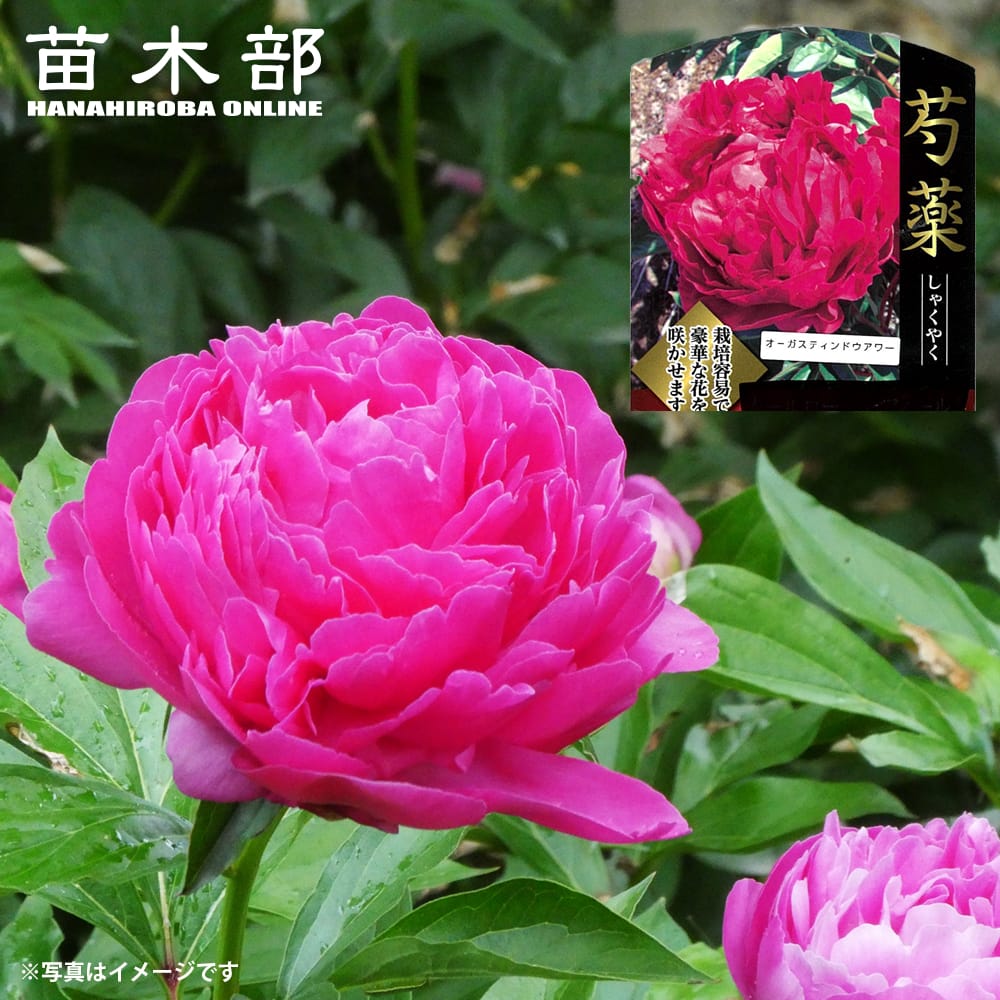 芍薬 オーガスティンドウアワー 