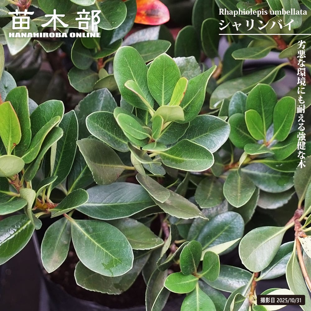 シャリンバイ マルバシャリンバイ 苗 通販 苗木部 By 花ひろばオンライン