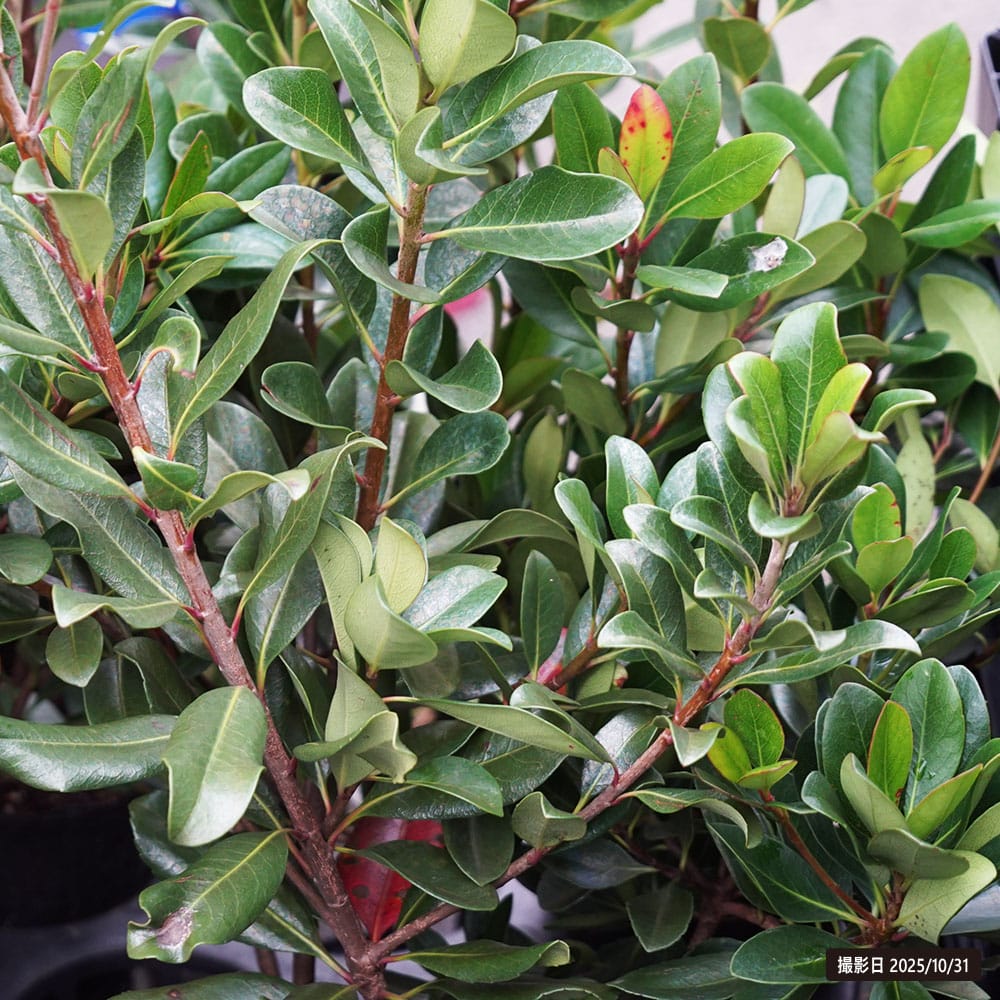 シャリンバイ マルバシャリンバイ 苗 通販 苗木部 By 花ひろばオンライン