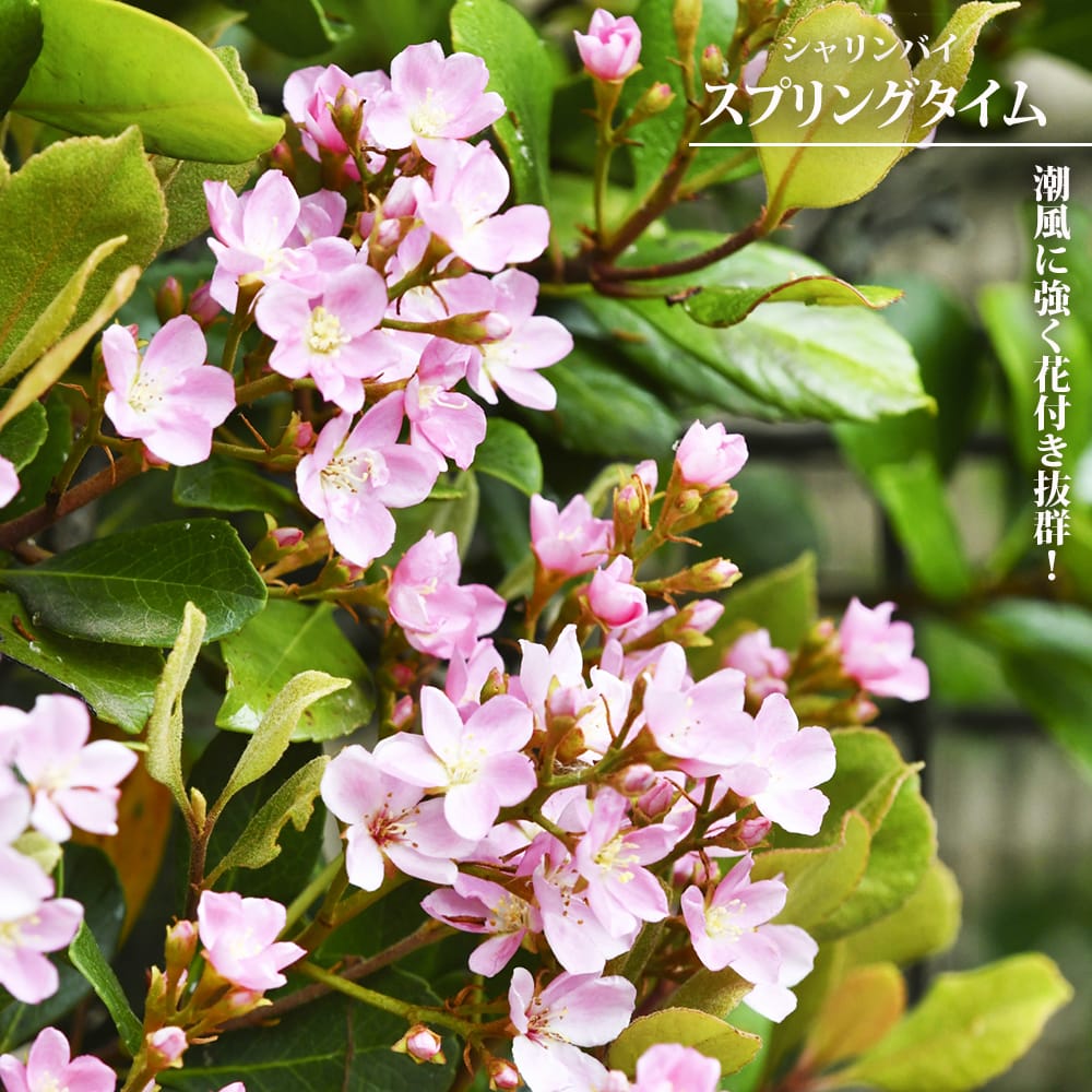 シャリンバイ スプリングタイム 