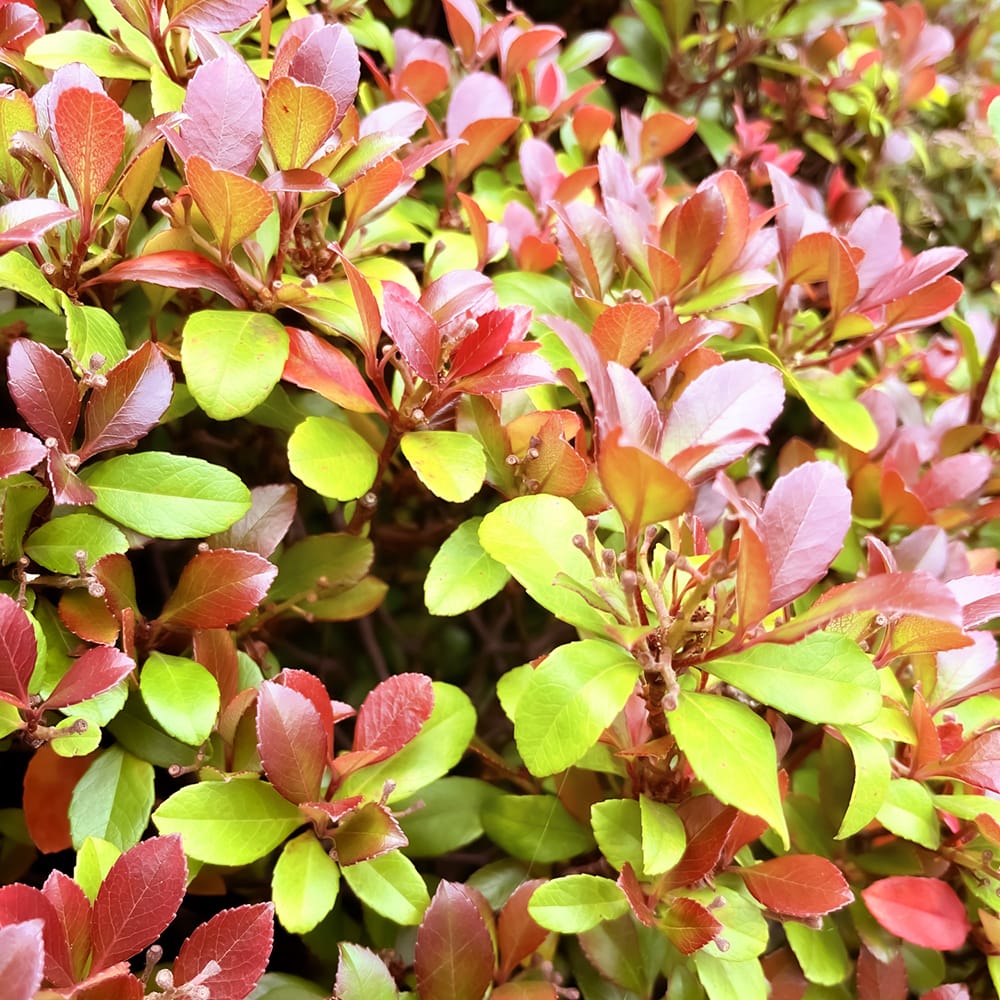 シャリンバイ スプリングタイム 1