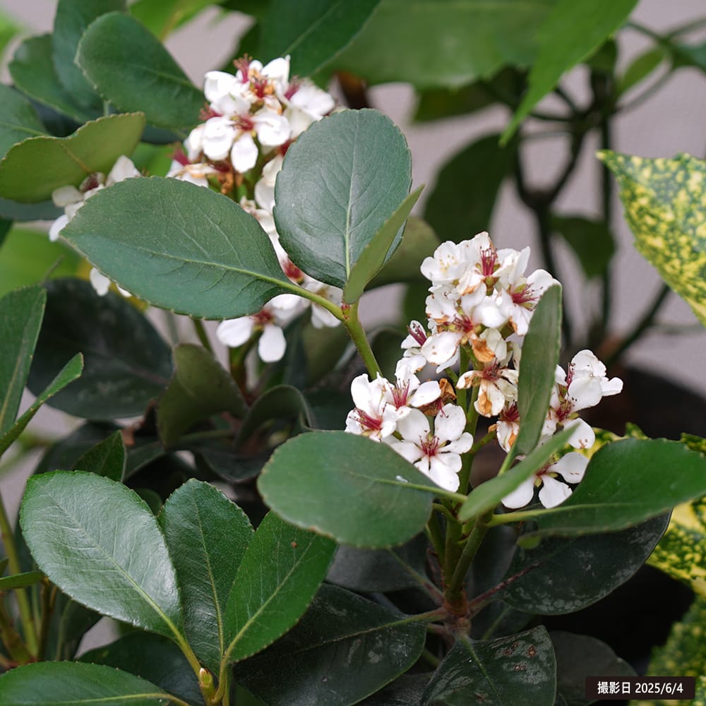 シャリンバイ マルバシャリンバイ 苗 販売 苗木部 By 花ひろばオンライン