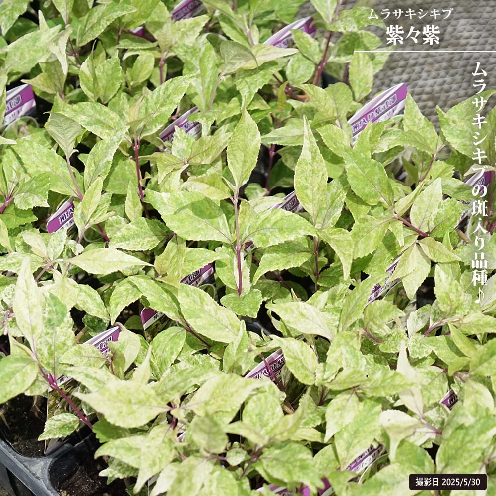 ムラサキシキブ 紫々紫 （シジムラサキ） 