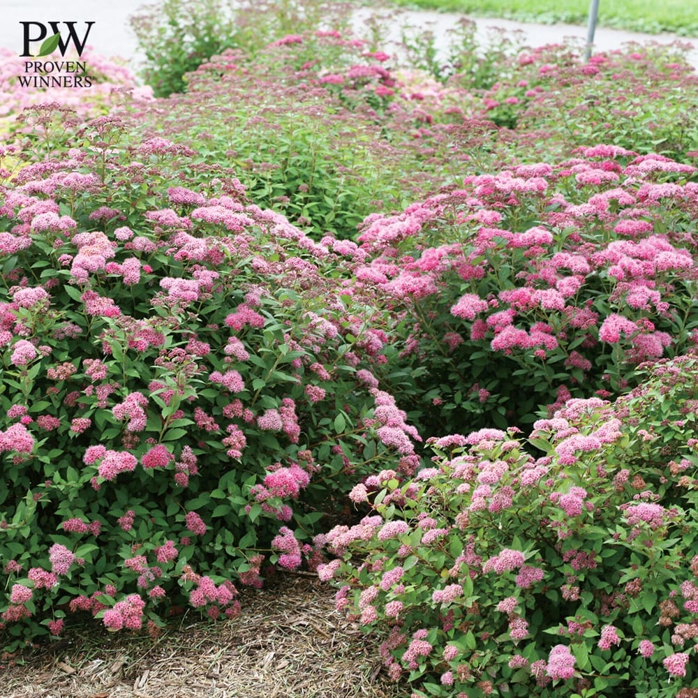 シモツケ ダブルプレイ ピンク 2