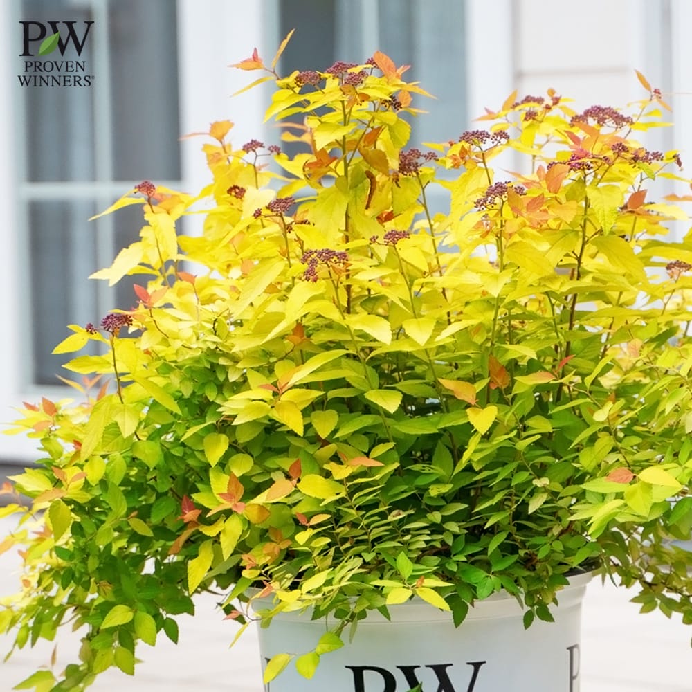 シモツケ ダブルプレイ キャンディコーン 2