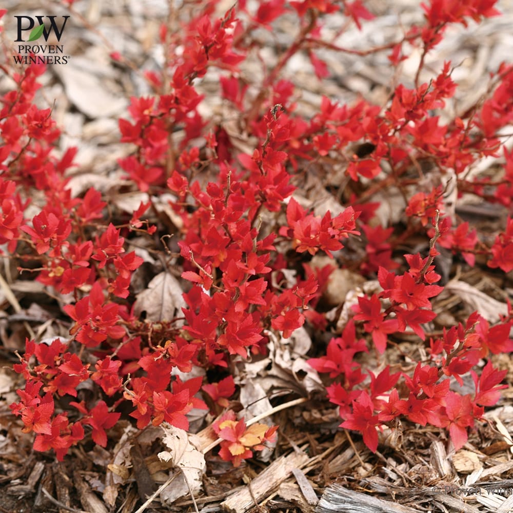 シモツケ ダブルプレイ キャンディコーン 3