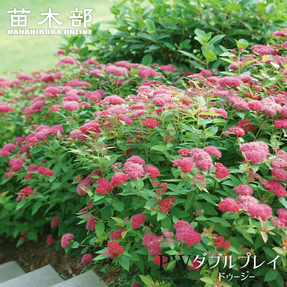 シモツケ ダブルプレイ ドゥージー 