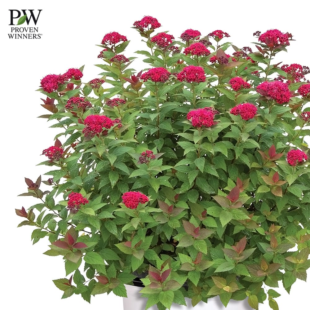 シモツケ ダブルプレイ ドゥージー 2