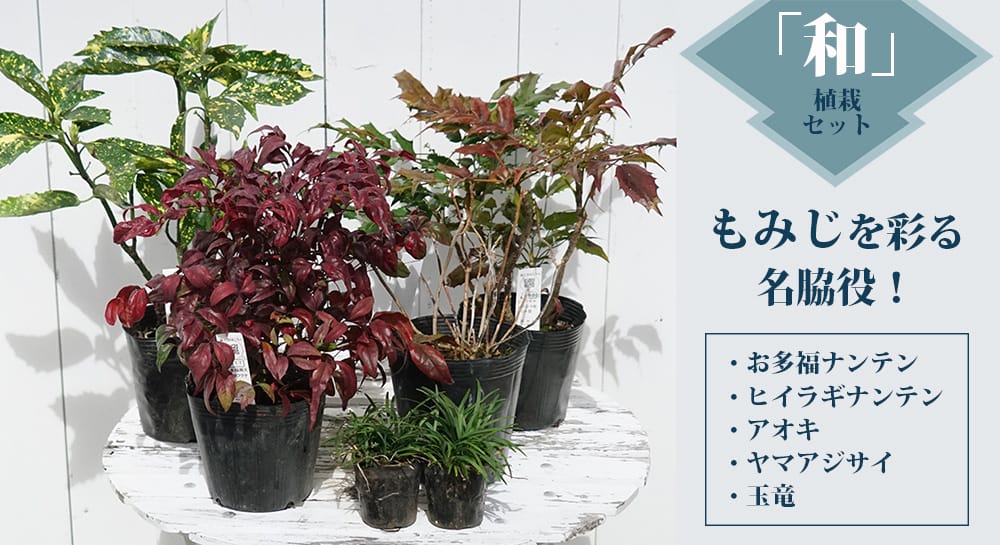 カエデ・もみじ オオモミジ系 笠置山の通販 おすすめ 苗木部 By 花